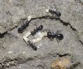 Camponotus aethiops